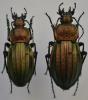 Carabus cancellatus